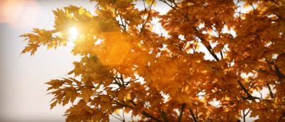 test_leaf.png