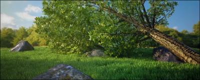 Forest Scene.jpg
